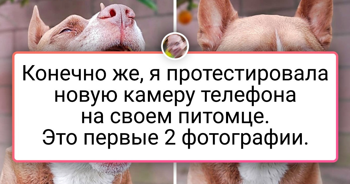 20+ человек, у которых мы готовы взять пару уроков на тему «Как шикарно сфотографировать четвероногого друга» 20+ человек, у которых мы готовы взять пару уроков на тему «Как шикарно сфотографировать четвероногого друга»