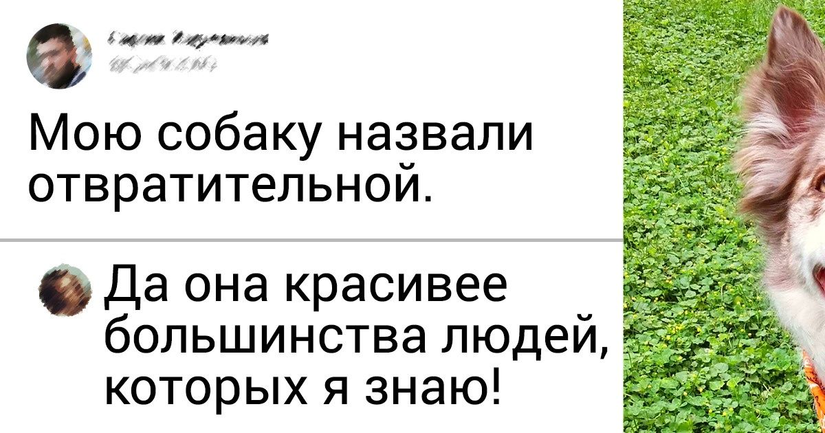 19 очаровательных песелей, которые украдут ваше сердечко за долю секунды