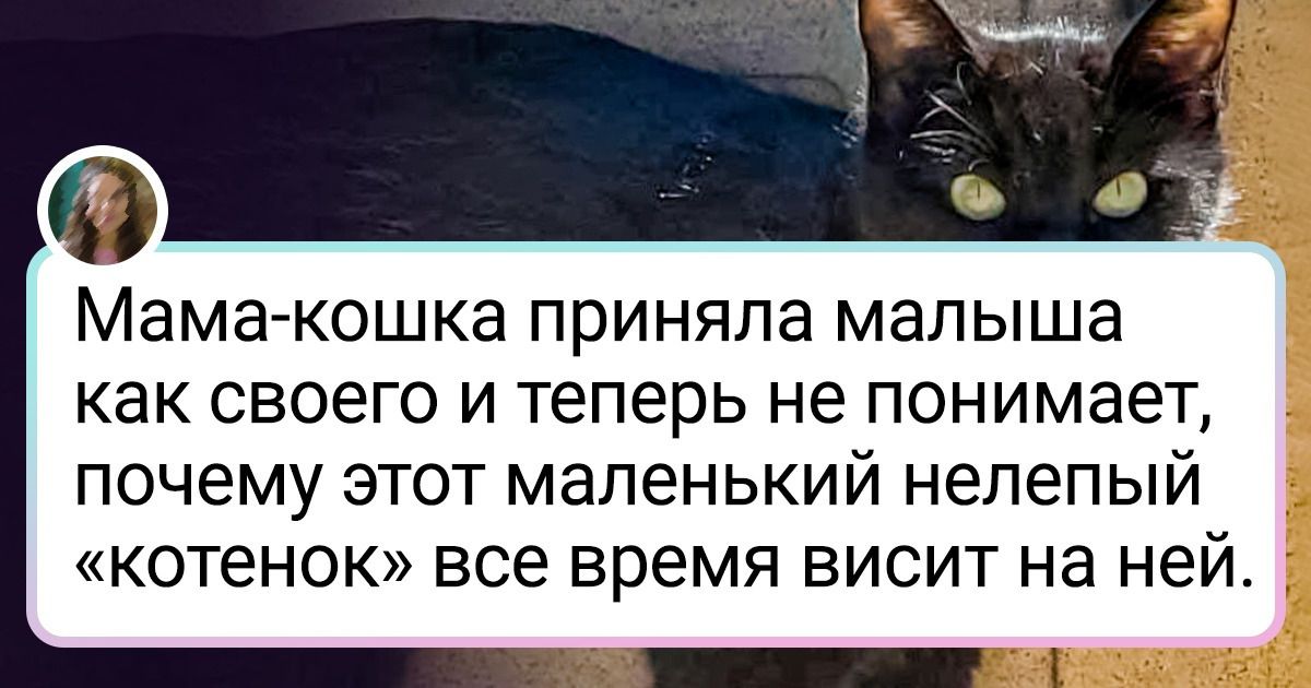 18 фото, на которых пушистики без лишних слов показывают, что такое материнская любовь 18 фото, на которых пушистики без лишних слов показывают, что такое материнская любовь