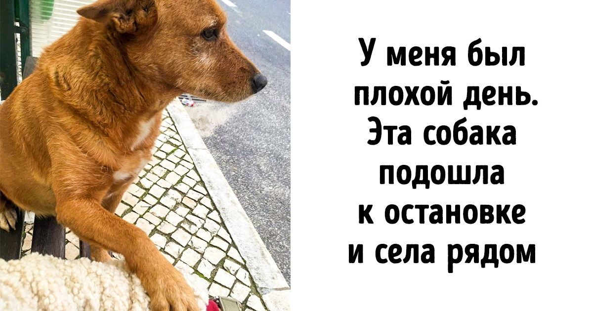 25+ фото с животными, которые согреют даже в самый морозный день