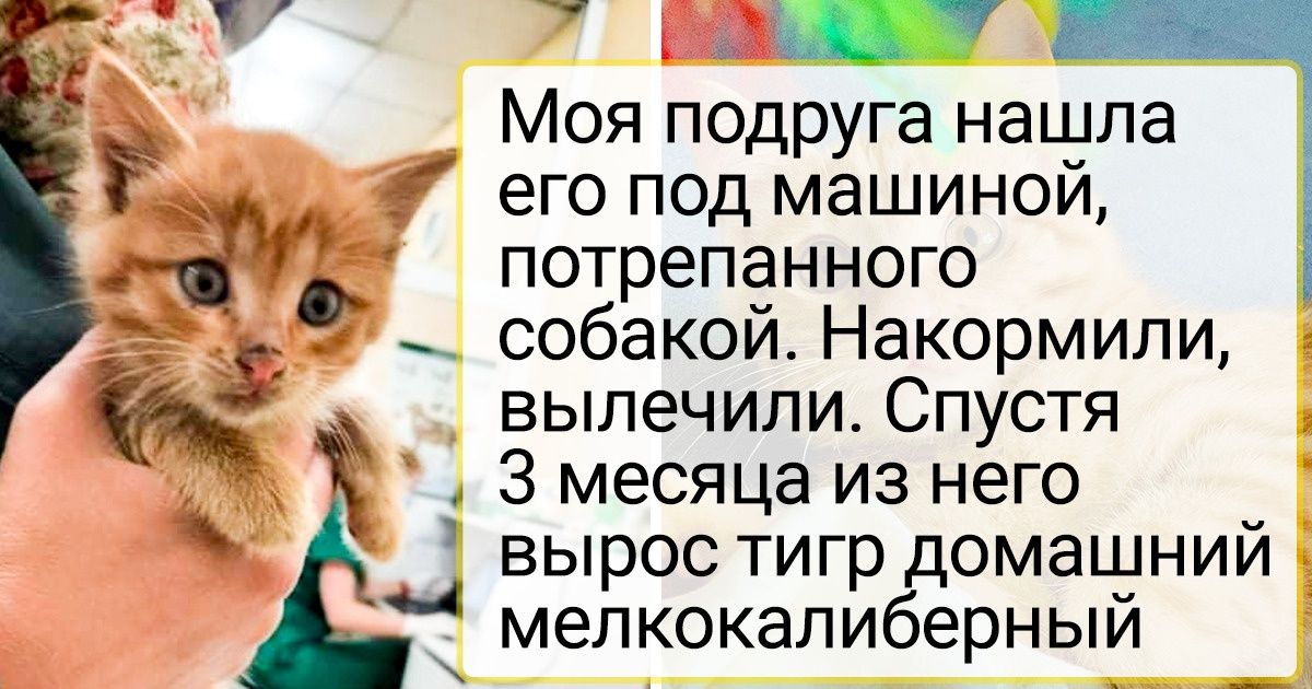 20+ животных, которые уже ни на что особо не надеялись, но на их улице вдруг грянул праздник 20+ животных, которые уже ни на что особо не надеялись, но на их улице вдруг грянул праздник