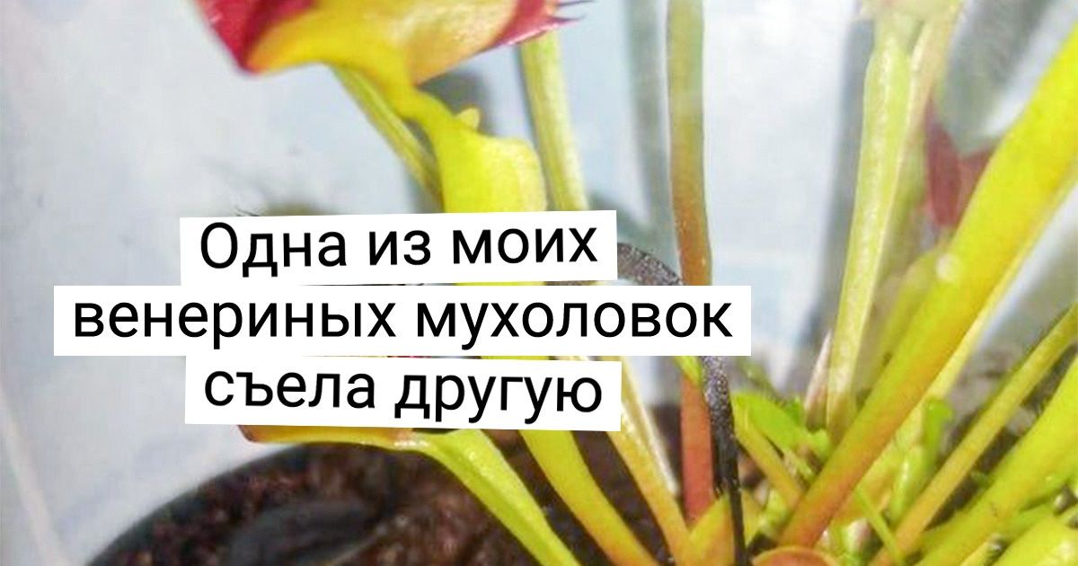 20 человек, которые знают, что выращивание цветов — настоящее приключение (А иногда и бесплатный цирк) 20 человек, которые знают, что выращивание цветов — настоящее приключение (А иногда и бесплатный цирк)
