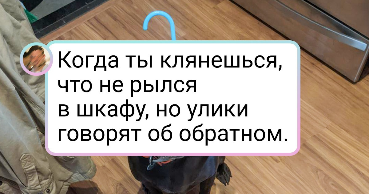 15+ пушистых пройдох, у которых явно в голове перегрелся процессор