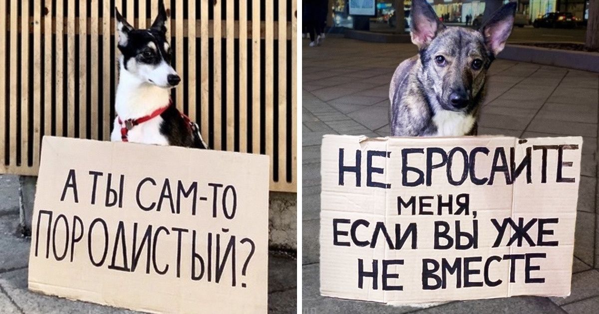 «Собаки — это не товар». Креативный фотопроект волонтеров из Москвы помогает людям обрести любящего друга «Собаки — это не товар». Креативный фотопроект волонтеров из Москвы помогает людям обрести любящего друга