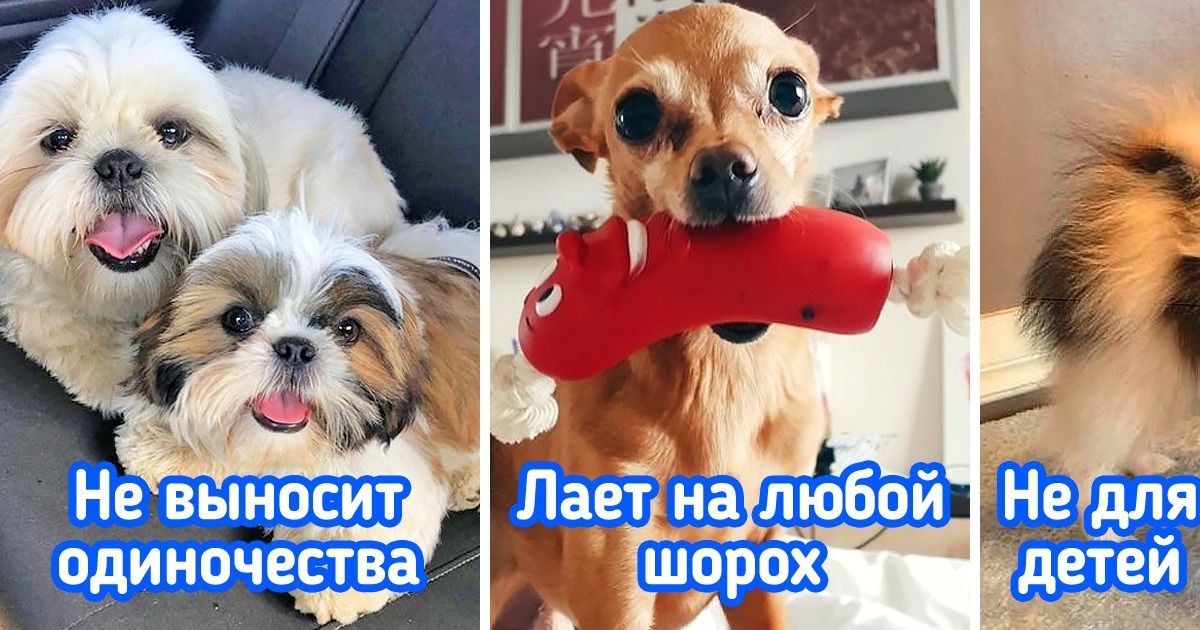 12 маленьких пород собак, которых люди покупают в погоне за модой, а потом отдают по объявлению из-за неудобств 12 маленьких пород собак, которых люди покупают в погоне за модой, а потом отдают по объявлению из-за неудобств