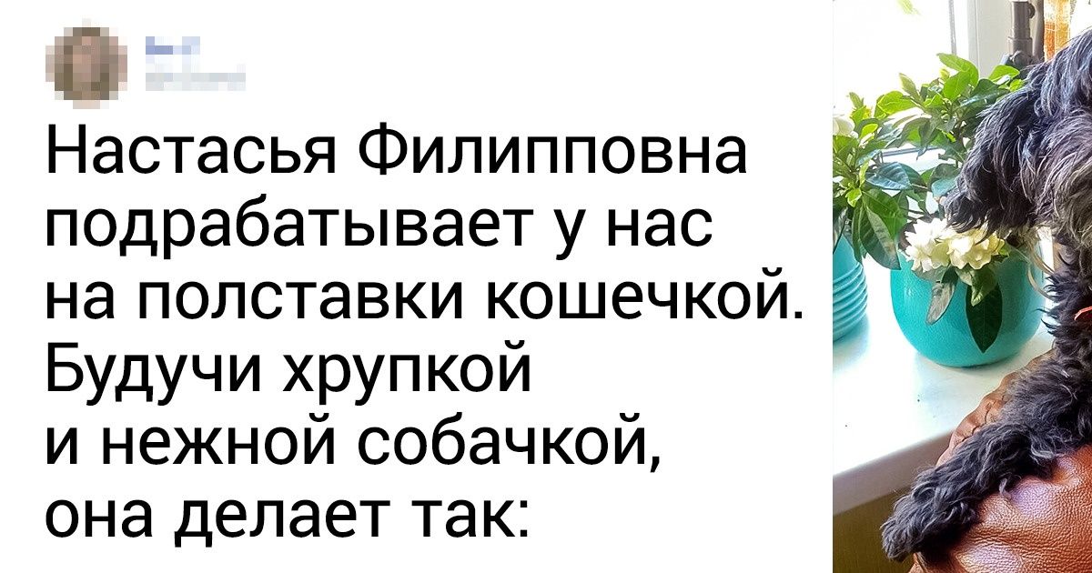 20+ собак, которые покажут всем бездельникам, как надо работать