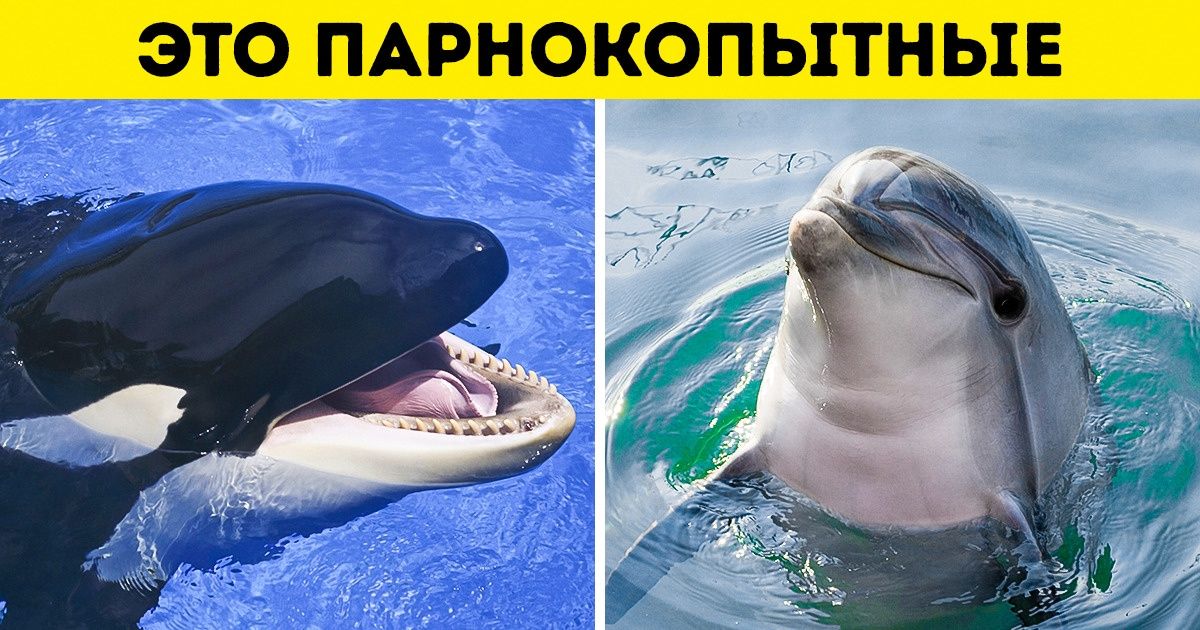 15 фактов о животном мире, в которые трудно поверить. Но их невозможно забыть