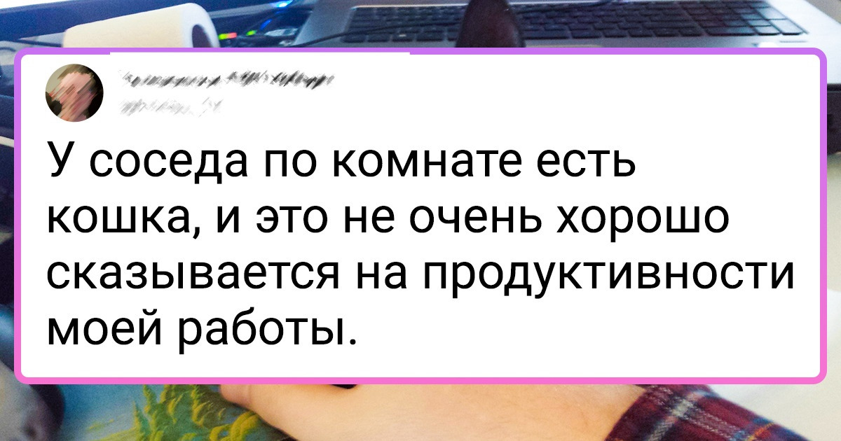 20 котиков, которые научились запросто ладить с человеком и везде чувствуют себя как дома 20 котиков, которые научились запросто ладить с человеком и везде чувствуют себя как дома