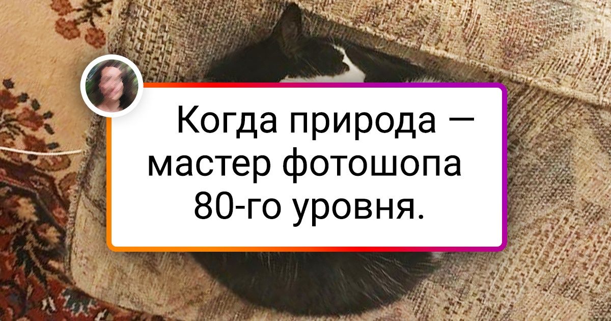 20 животных, при создании которых природа самую малость перемудрила 20 животных, при создании которых природа самую малость перемудрила