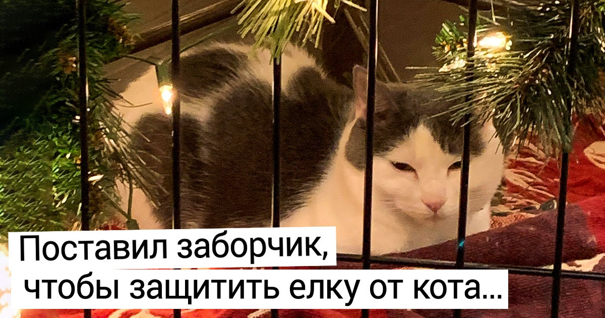 20+ животных, которые раньше всех ощутили дух приближающегося праздника