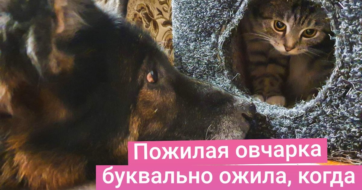 20+ мохнатых неразлучников, у которых одно сердечко на двоих 20+ мохнатых неразлучников, у которых одно сердечко на двоих