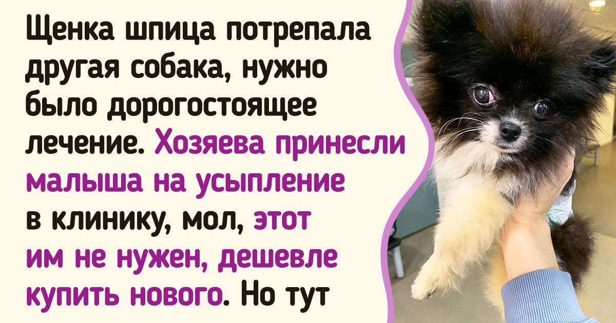 20+ питомцев, которые встретили своего человека и готовы обнимать его всеми четырьмя лапами 20+ питомцев, которые встретили своего человека и готовы обнимать его всеми четырьмя лапами