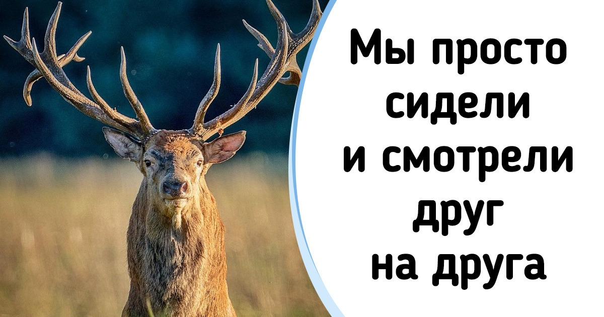 15+ кадров от фотографа, который снимает животных так, будто все они прирожденные фотомодели