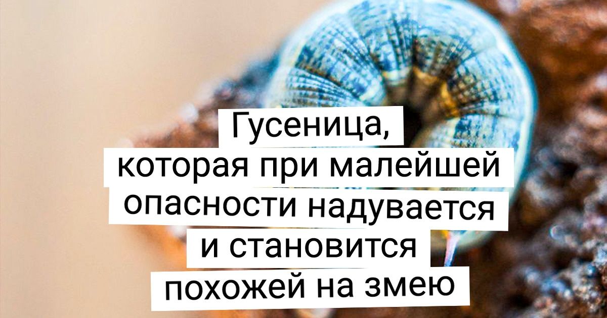 20+ необычных животных, которые появились словно из-за неверного заклинания волшебника 20+ необычных животных, которые появились словно из-за неверного заклинания волшебника