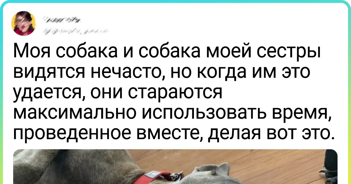 15+ пушистиков, которым ничто человеческое не чуждо