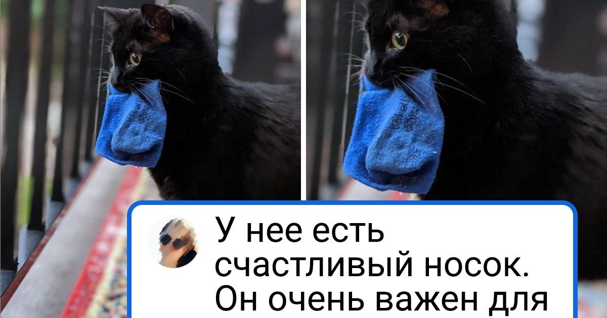 20+ очаровательных фото питомцев, которые души не чают в своих игрушках 20+ очаровательных фото питомцев, которые души не чают в своих игрушках