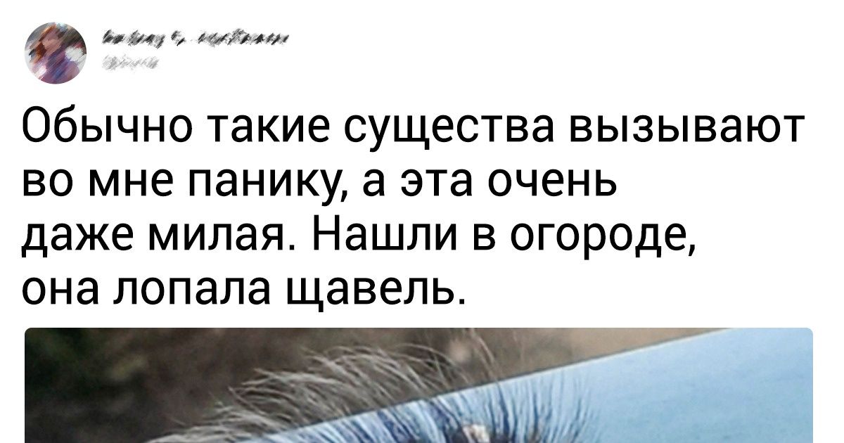 19 гусениц, которые разбили вдребезги миф о том, что они гадкие создания 19 гусениц, которые разбили вдребезги миф о том, что они гадкие создания