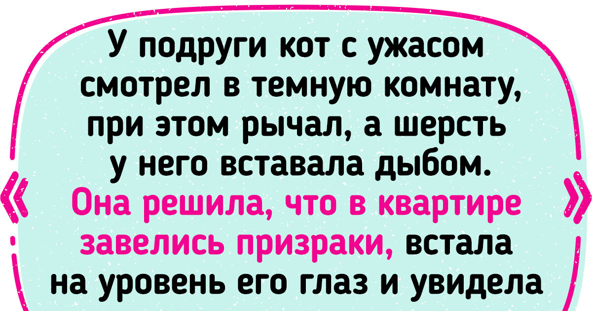 15+ историй от владельцев котов, которых их любимцы не устают удивлять 15+ историй от владельцев котов, которых их любимцы не устают удивлять