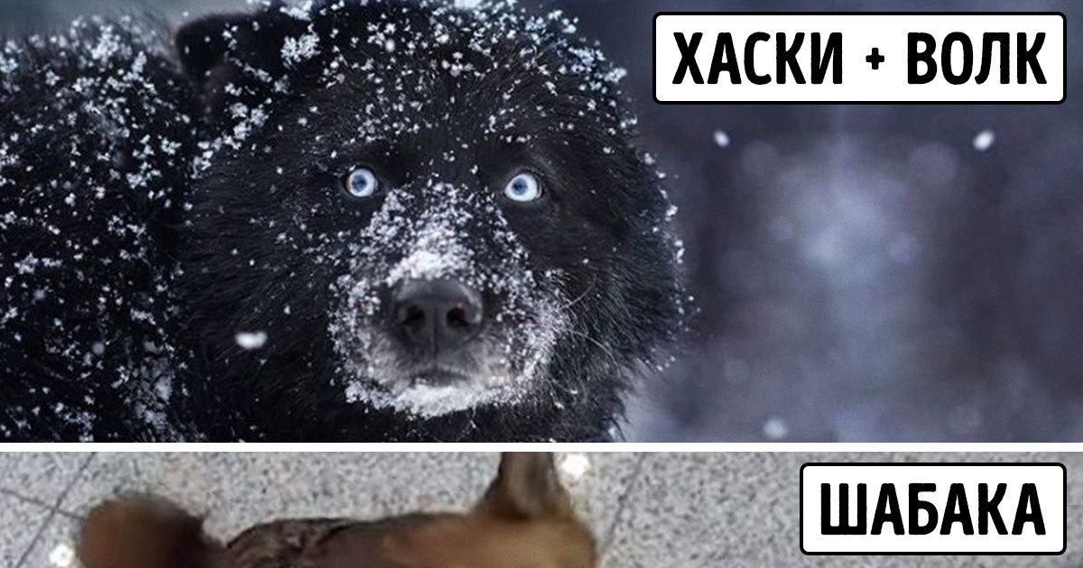 10 животных, которые появились благодаря причудливой игре генов и научным экспериментам (Спойлер: не всегда удачным) 10 животных, которые появились благодаря причудливой игре генов и научным экспериментам (Спойлер: не всегда удачным)
