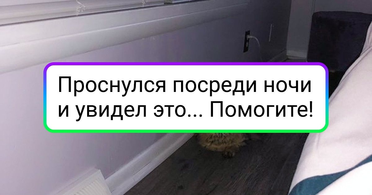 19 человек, которые однажды завели прожорливого кота. И только потом осознали, что это означает 19 человек, которые однажды завели прожорливого кота. И только потом осознали, что это означает