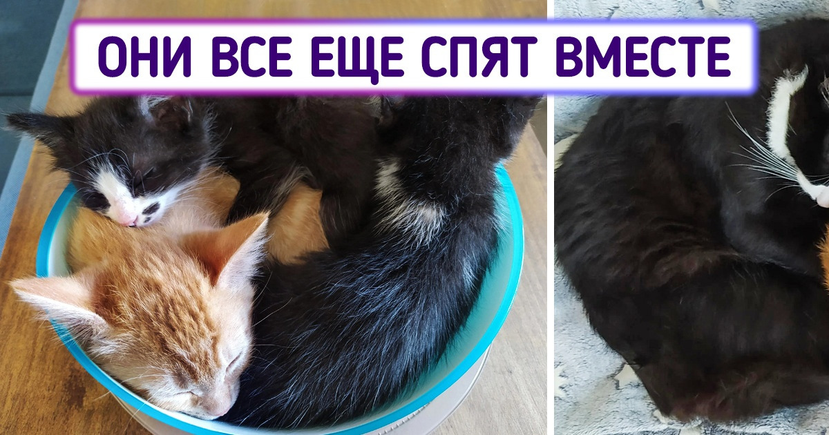 19 питомцев, которые умудряются дрыхнуть так сладко, что впору уроки брать