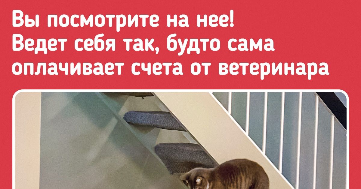 17 наглых котиков, которые точно знают, кто хозяин в этом доме. Человек, смирись