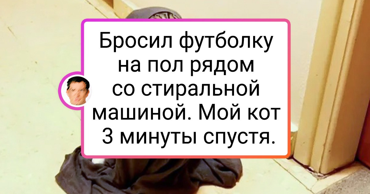 17 питомцев, которые что есть мочи стараются быть нормальными (но выходит не очень) 17 питомцев, которые что есть мочи стараются быть нормальными (но выходит не очень)