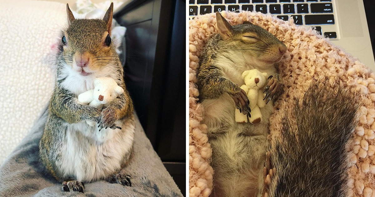 Белочку по имени Джилл спасли из ужасного урагана, и теперь она засыпает только со своим медвежонком Тедди Белочку по имени Джилл спасли из ужасного урагана, и теперь она засыпает только со своим медвежонком Тедди