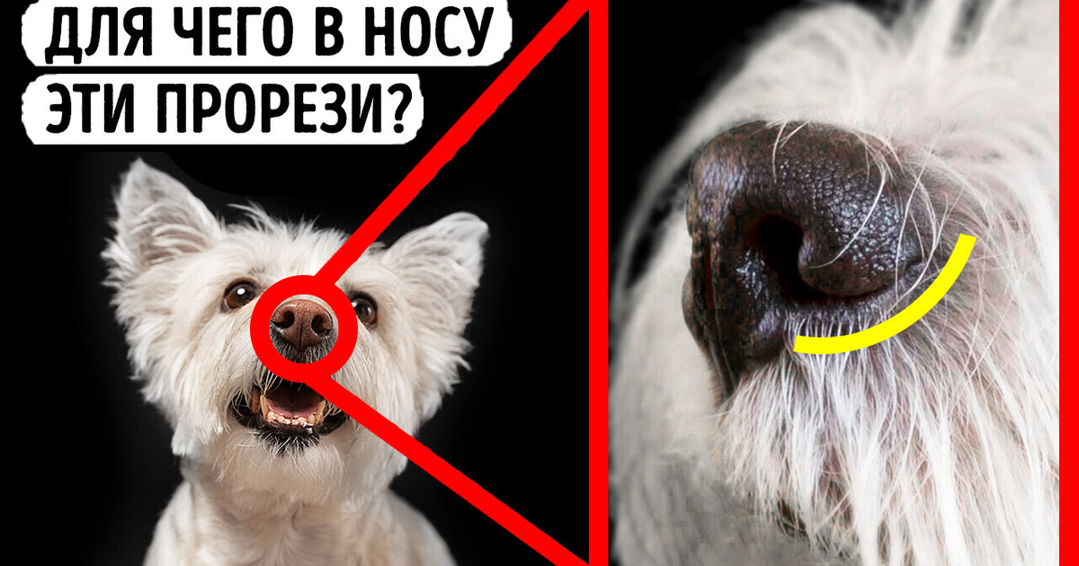 16 фактов, которые доказывают, что ваша собака обладает сверхспособностями