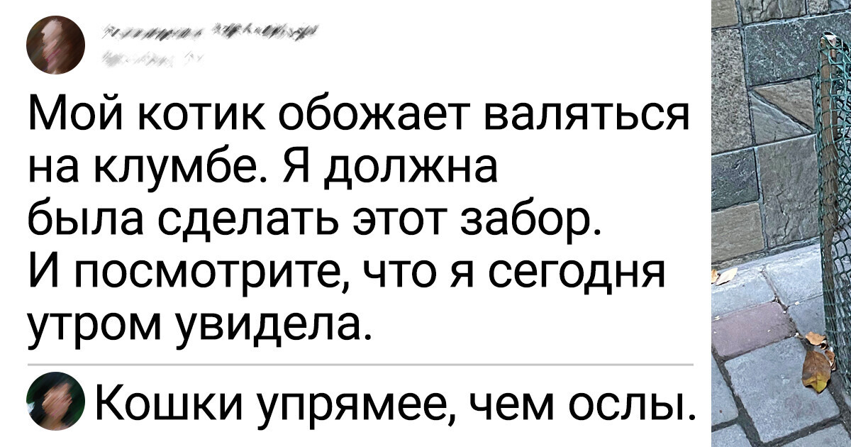 25 человек, которые знают, как найти подход к неугомонным питомцам. Правда, не всегда это работает