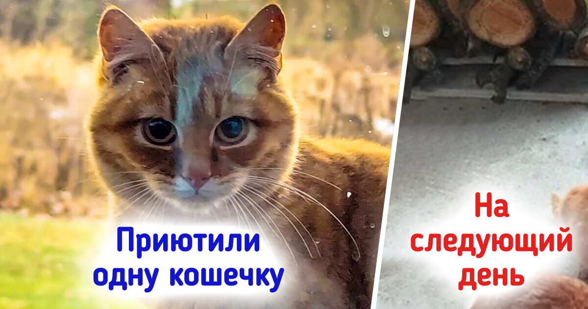 «Еще недавно у нас было 0 котов, а сейчас их 12». Реальная новогодняя история