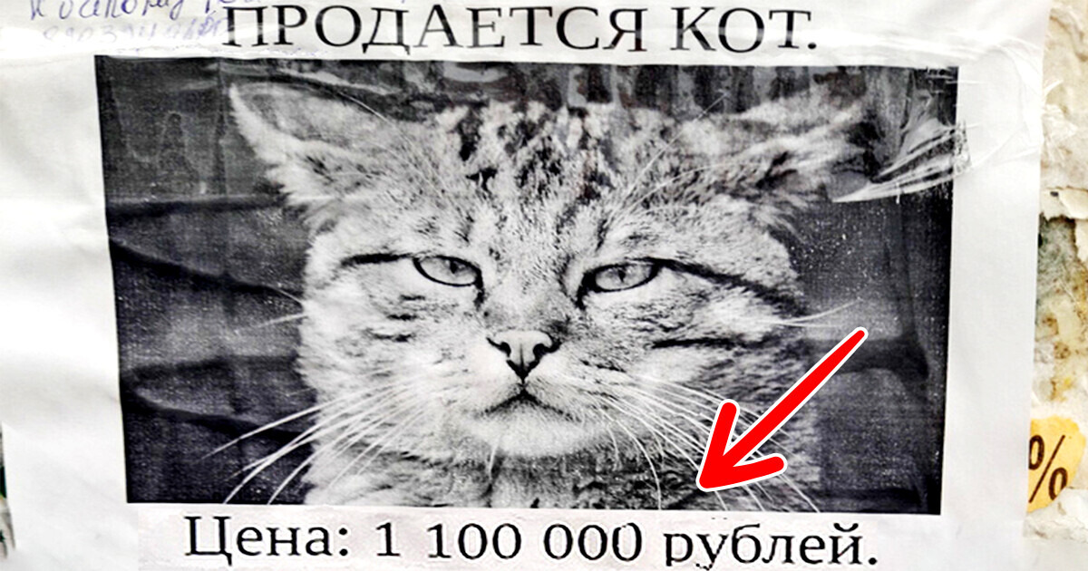 20 объявлений от людей, которые собаку съели на привлечении внимания 20 объявлений от людей, которые собаку съели на привлечении внимания