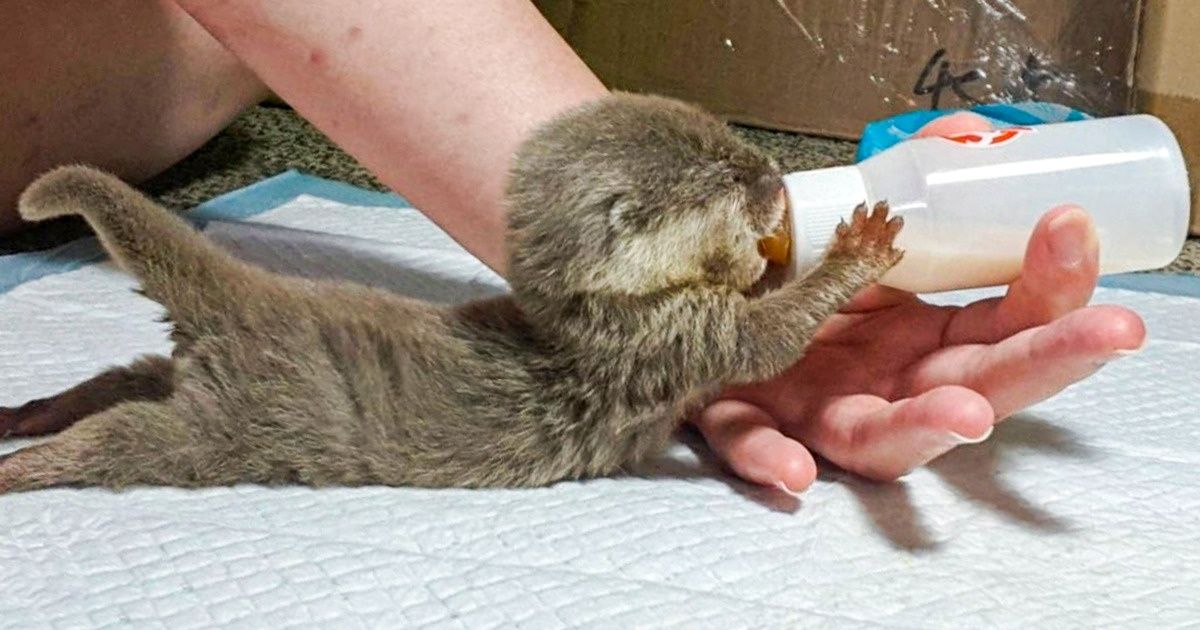 25 животных, которые вызовут у вас острый приступ умиления