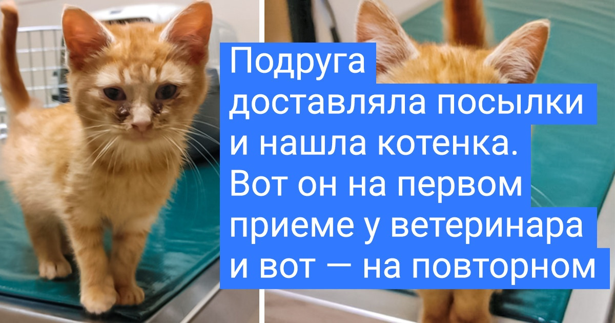 18 тружеников, которые ничего не ждали от серого дня, а он принес им встречу с хвостатым приятелем