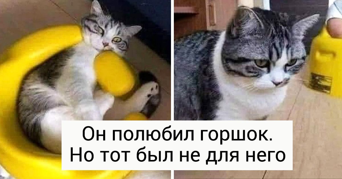 15+ котов, которые избрали для себя действительно неожиданные места