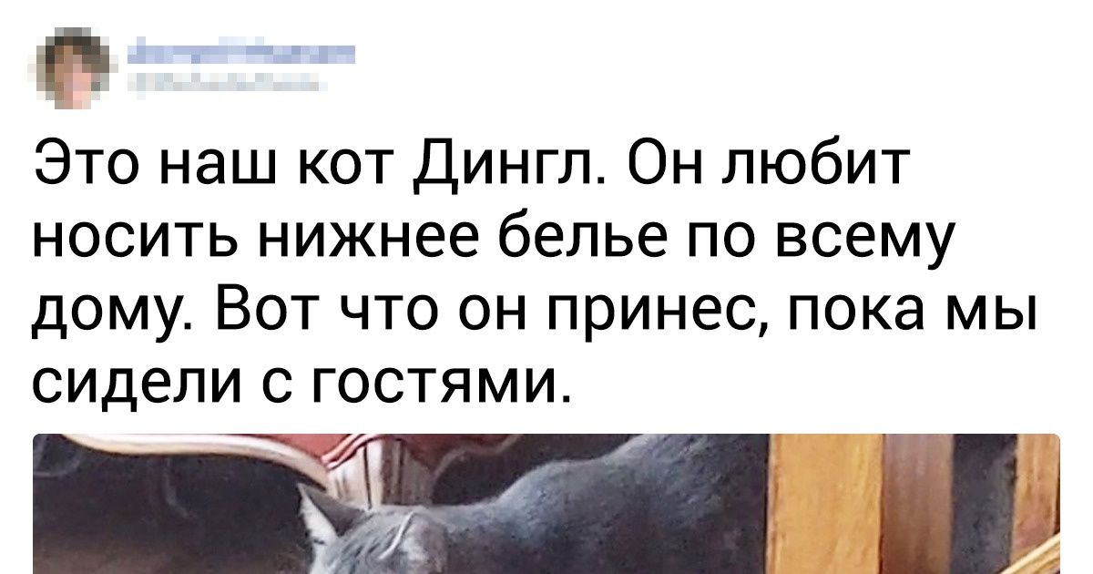 20+ людей, которые просто хотели завести питомца, а завели цирк ходячий