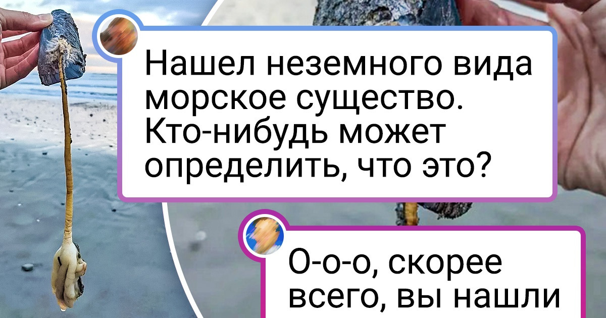 18 животных, которые доказывают, что мы ничегошеньки не знаем об этом мире. Нам его еще открывать и открывать 18 животных, которые доказывают, что мы ничегошеньки не знаем об этом мире. Нам его еще открывать и открывать