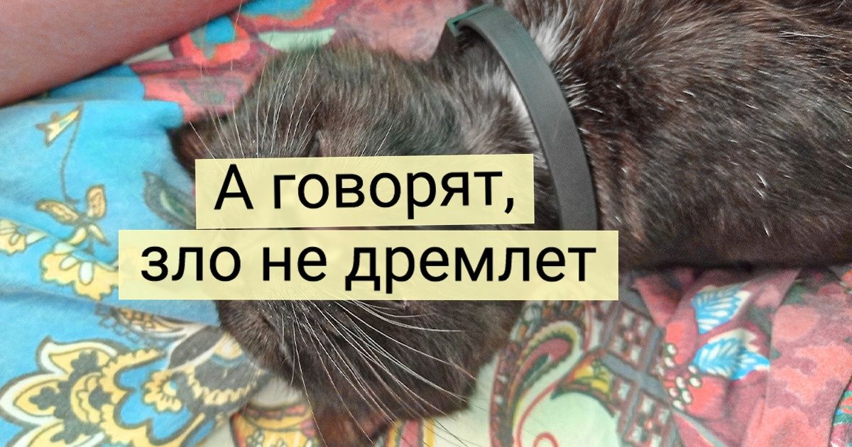 19 фотодоказательств того, что экзистенциальный кризис настигает котиков внезапно и без предупреждения