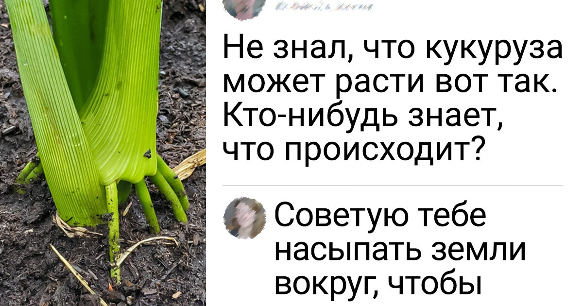 19 садоводов, которым довелось вырастить у себя на даче такое, что молчать об этом они не в силах 19 садоводов, которым довелось вырастить у себя на даче такое, что молчать об этом они не в силах