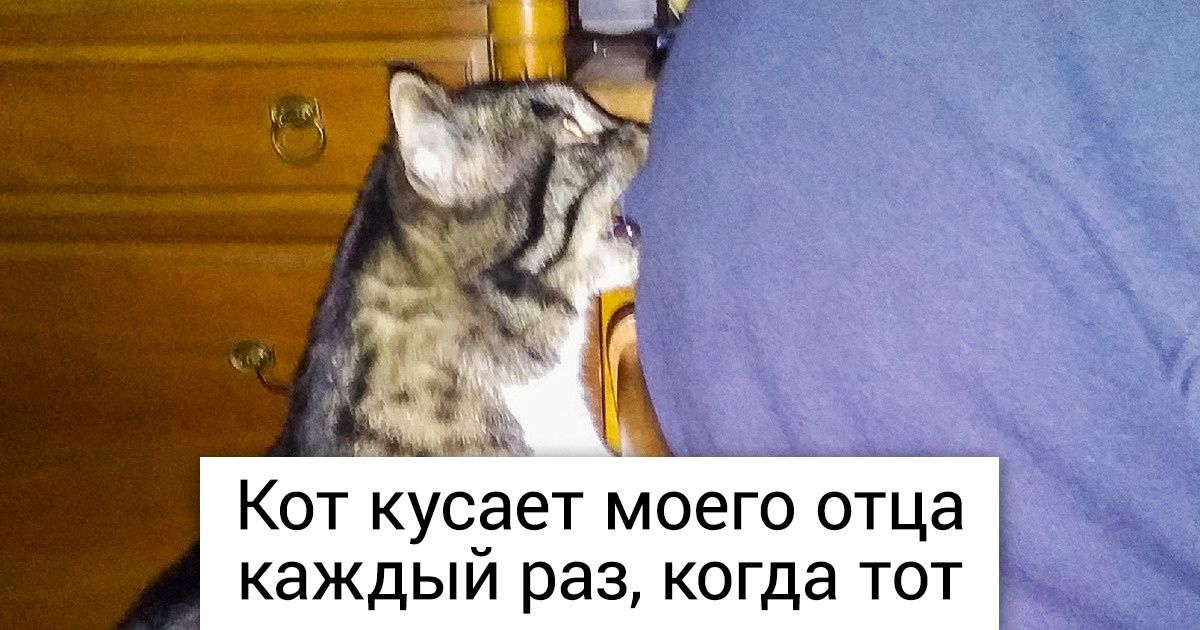 20+ домашних любимцев, которые устали быть хорошими мальчиками 20+ домашних любимцев, которые устали быть хорошими мальчиками