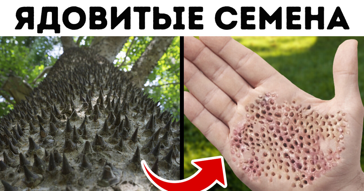 Никогда не подходите близко к этому дереву Никогда не подходите близко к этому дереву