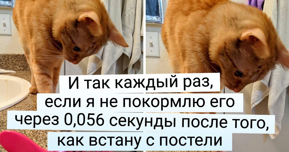18 доказательств того, что утро владельцев котиков начинается не с кофе