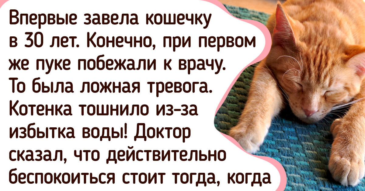 10 признаков того, что вашей кошке необходима помощь ветеринара 10 признаков того, что вашей кошке необходима помощь ветеринара