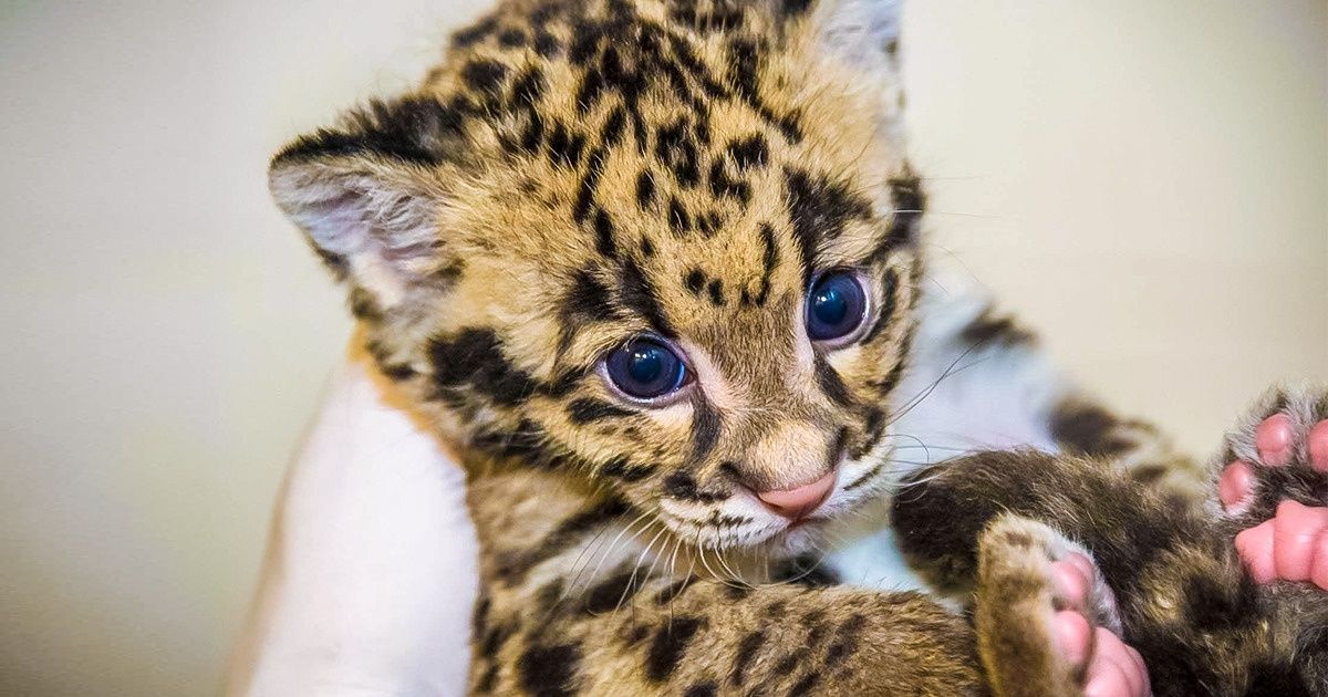 15+ животных, которые пришли украсть ваше сердце (Сопротивление бесполезно) 15+ животных, которые пришли украсть ваше сердце (Сопротивление бесполезно)