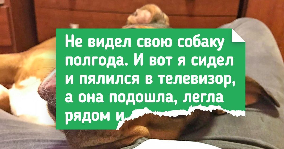 17 пушистиков, которые влюблены в своих хозяев по самые кончики ушей и не стесняются это демонстрировать