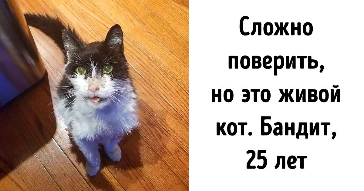 23 фото, после которых захочется перегладить всех котов в округе