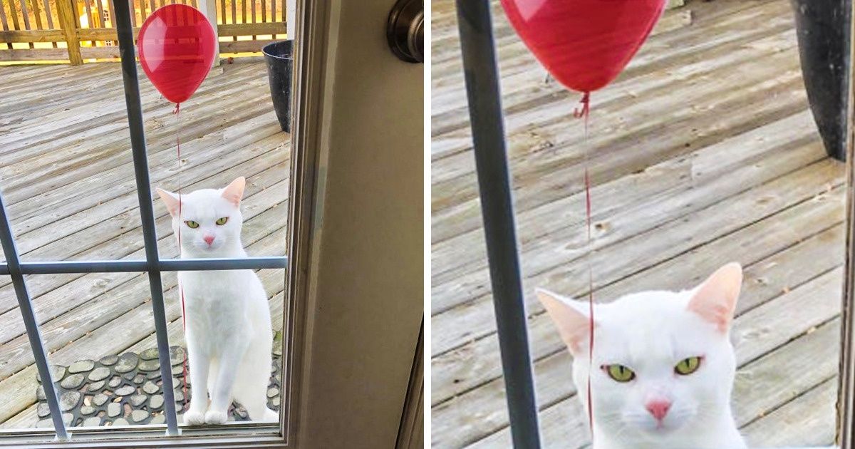 15 животных, которые сильно кого-то напоминают 15 животных, которые сильно кого-то напоминают