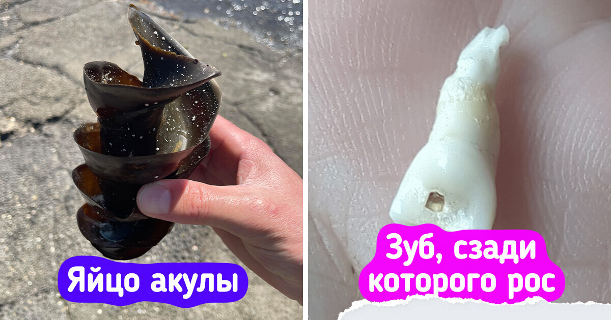 20+ доказательств того, что в мире так же много сюрпризов, как в доме кошатника — шерсти 20+ доказательств того, что в мире так же много сюрпризов, как в доме кошатника — шерсти