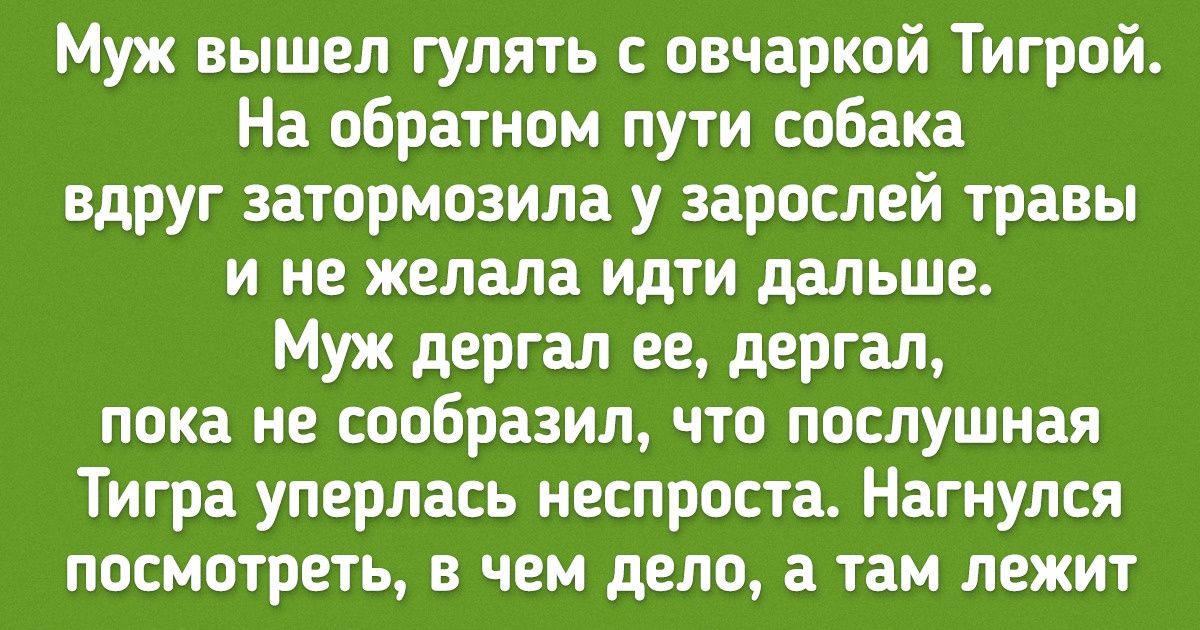 15 ошибок в воспитании, которые могут дорого обойтись каждому владельцу собаки 15 ошибок в воспитании, которые могут дорого обойтись каждому владельцу собаки