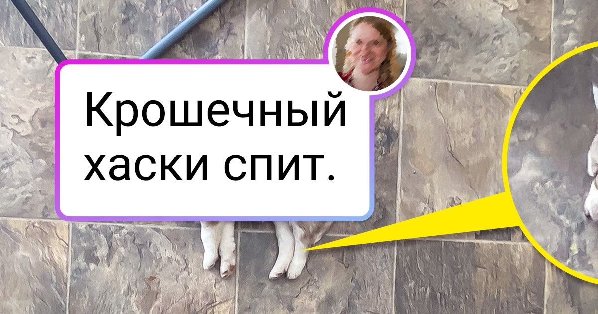 20 животных, у которых функция «спать» сработала в неожиданный момент 20 животных, у которых функция «спать» сработала в неожиданный момент